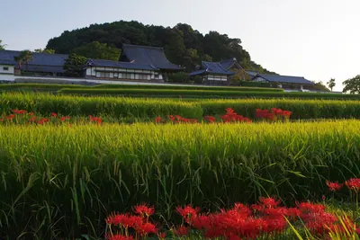 Tachibana-dera Temple