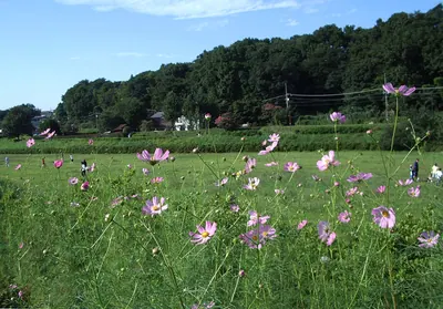 Musashino Park
