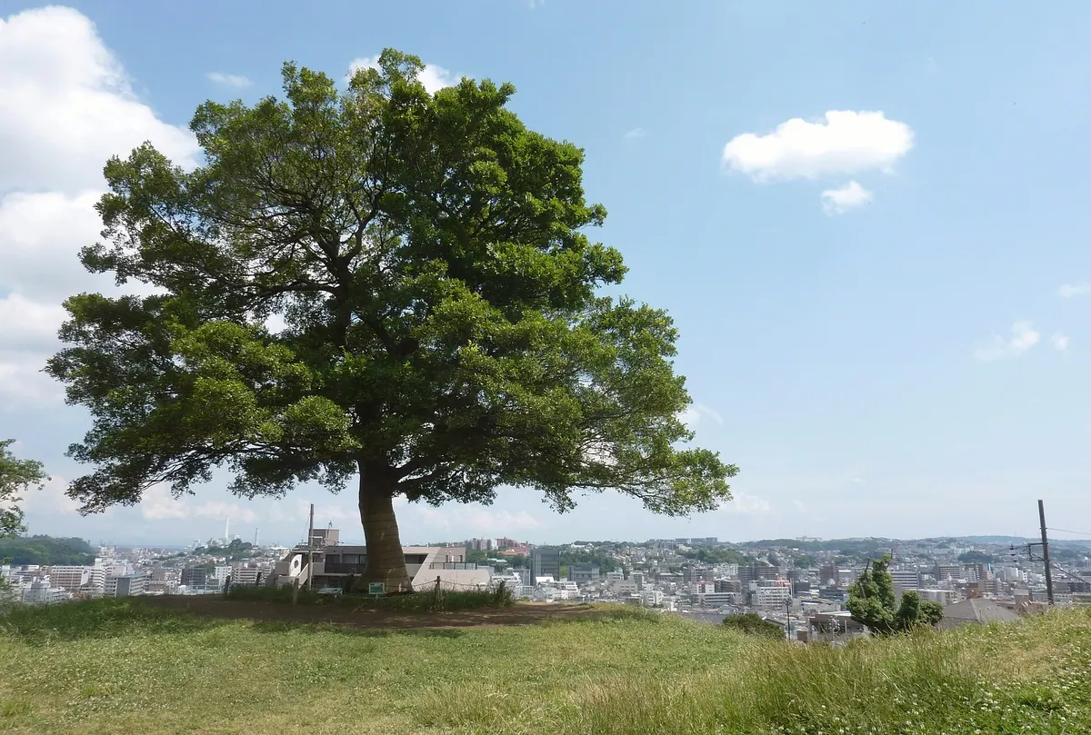 Shimizugaoka Park