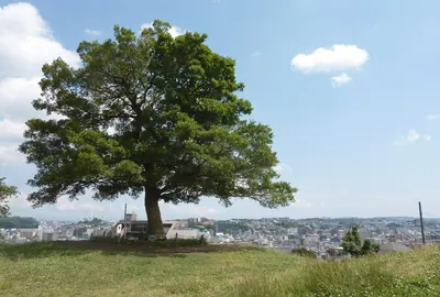 Shimizugaoka Park