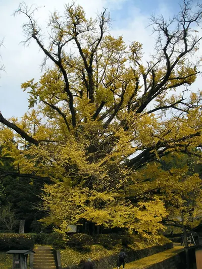 Shimojō no Ōichō