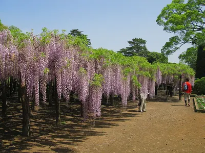 Wisteria in Ushijima