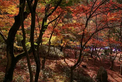 Zuihōji Park