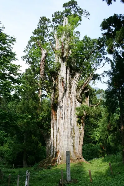 Itoshiro Cedar