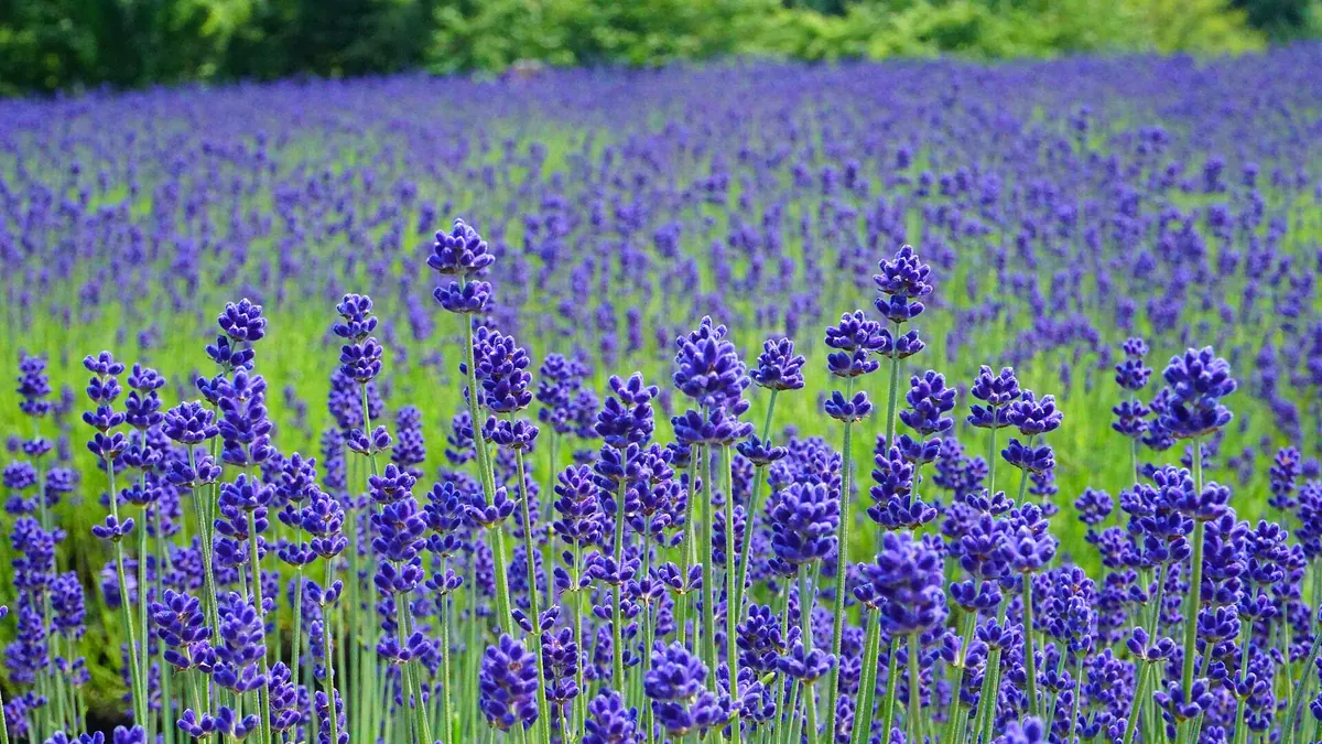 Misato town lavender field