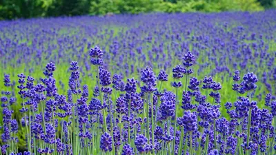 Misato town lavender field