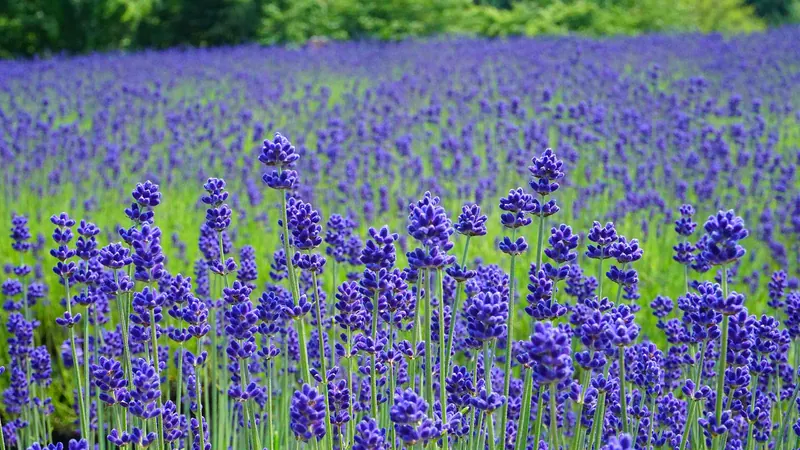 Misato town lavender field