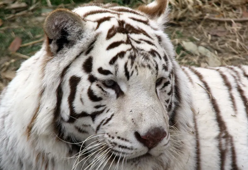 Gunma Safari Park