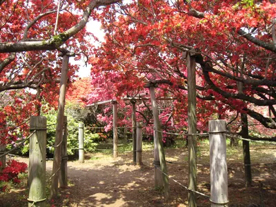 Tsutsujigaoka Park
