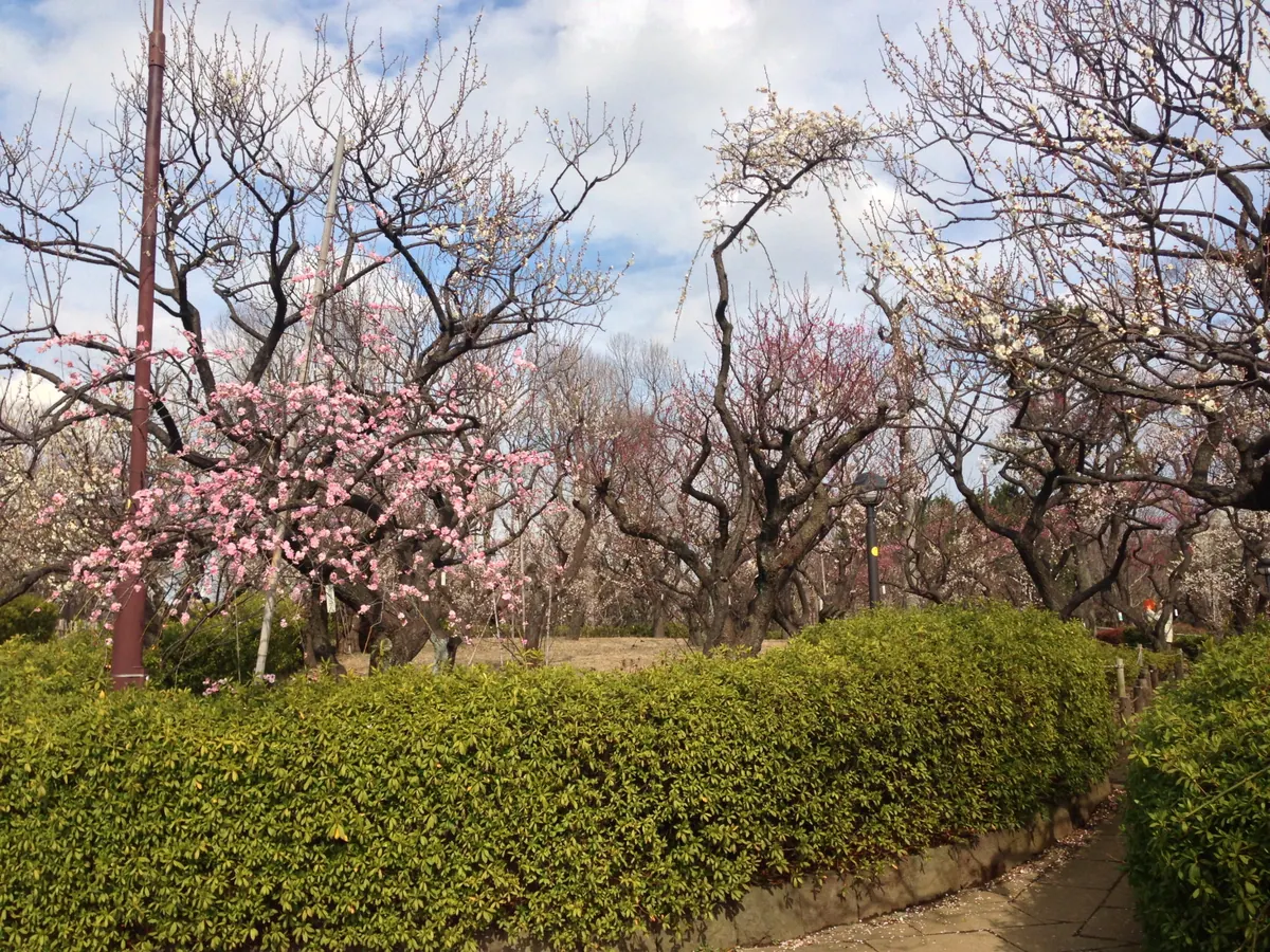 Hanegi Park