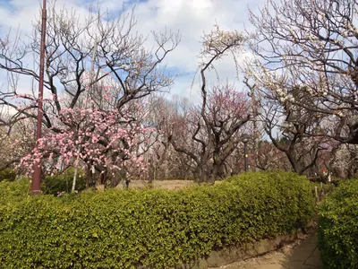 Hanegi Park