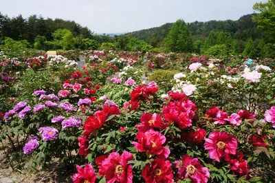 Hanaizumi Flower World