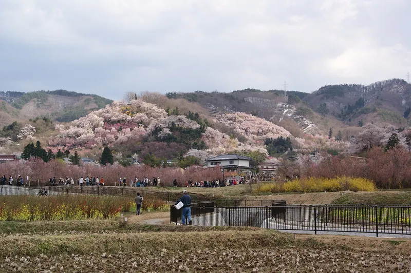 Hanamiyama Park