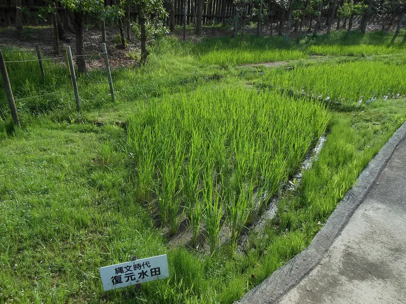 Nabatake Site