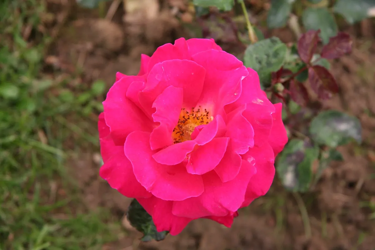 Aizumi Rose Garden