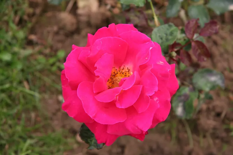 Aizumi Rose Garden