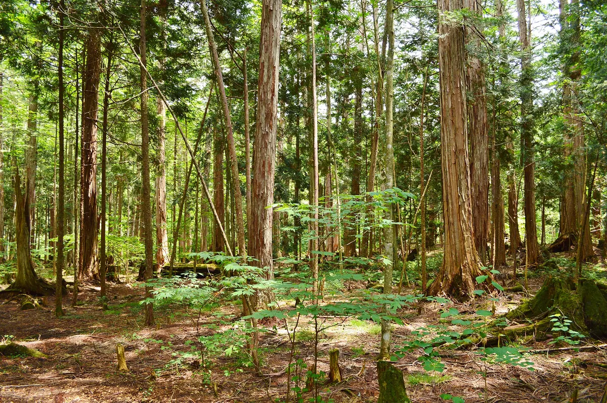 Akasawa Natural Recreational Forest
