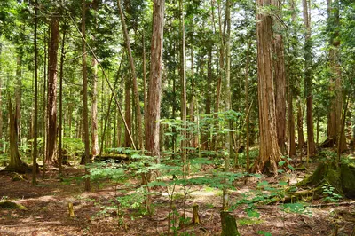 Akasawa Natural Recreational Forest