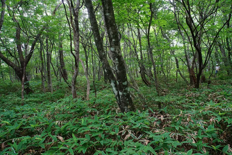 Nasu Heisei-no-mori Forest