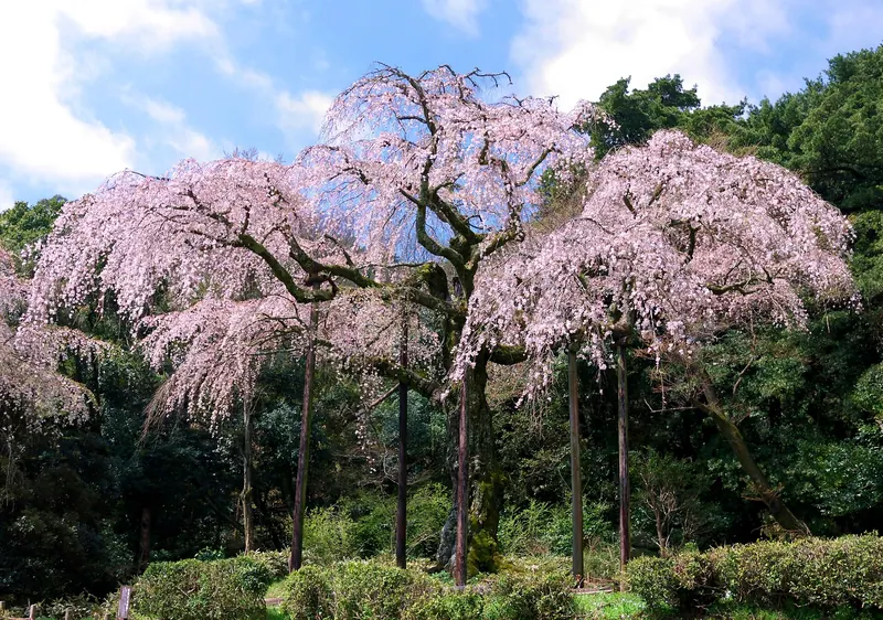 Chokozan Shidare-zakura