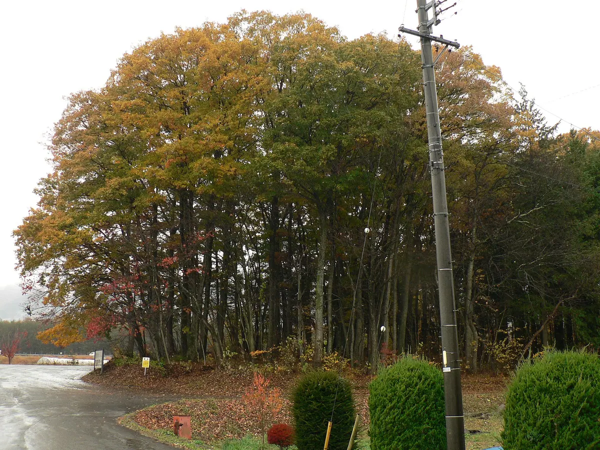 Akyū Site