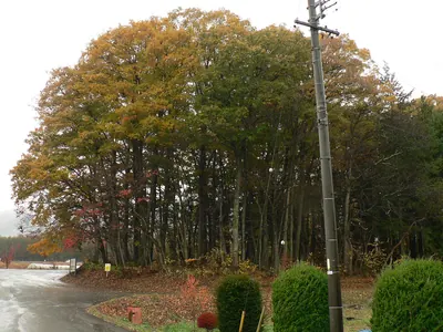 Akyū Site
