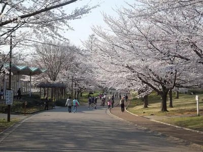 Aobanomori Park