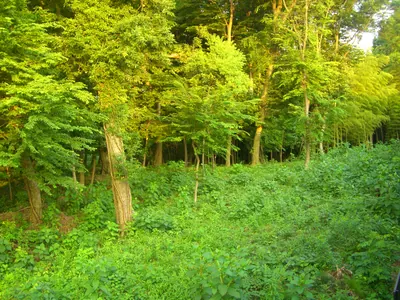 Banbaomuroyama Archaeological Site
