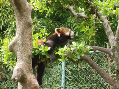 Nishiyama Zoo