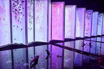 Art Aquarium Museum