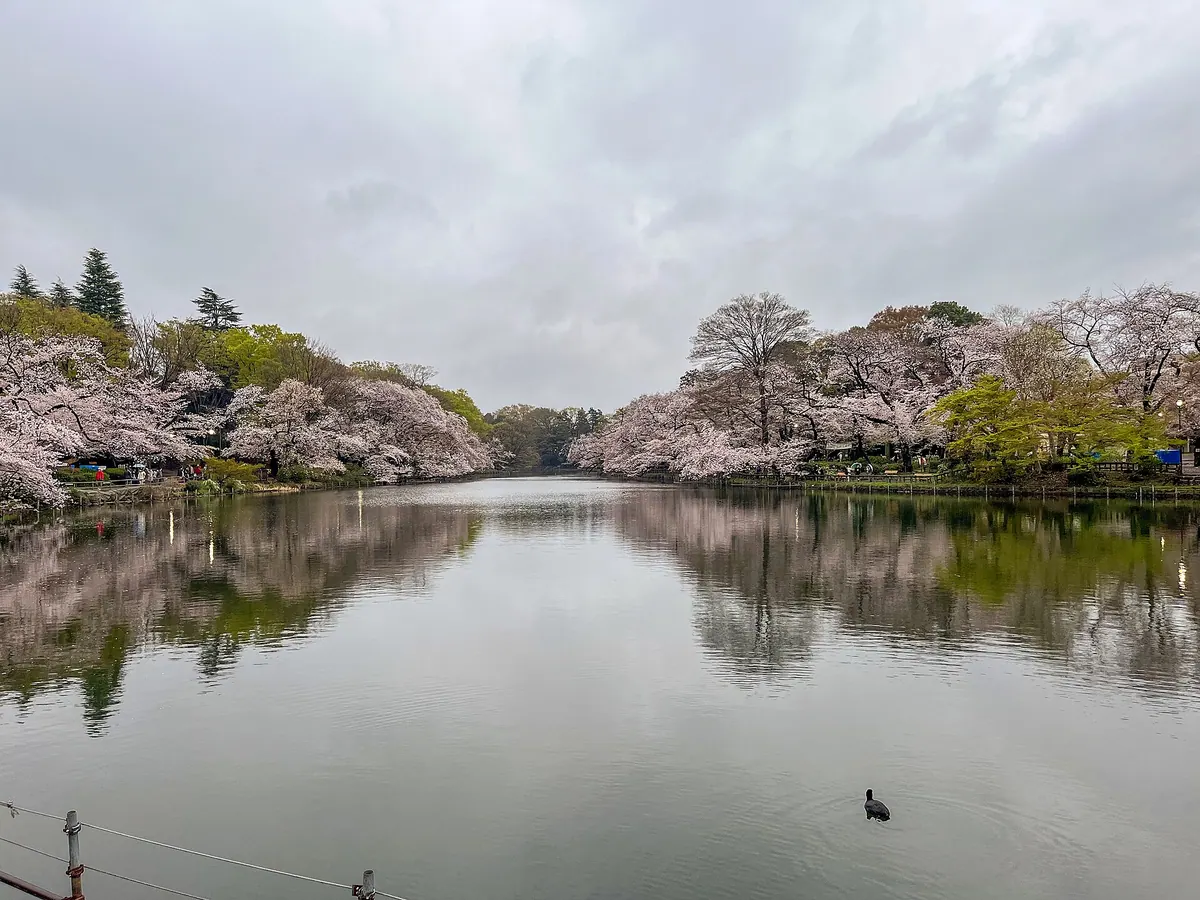 Inokashira Park