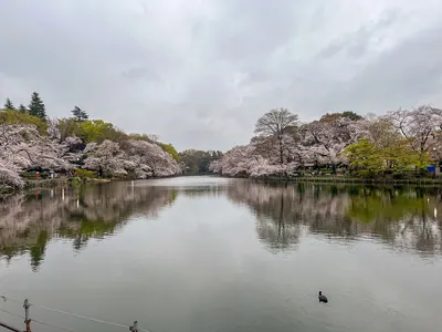 Inokashira Park