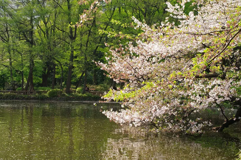 Inokashira Park
