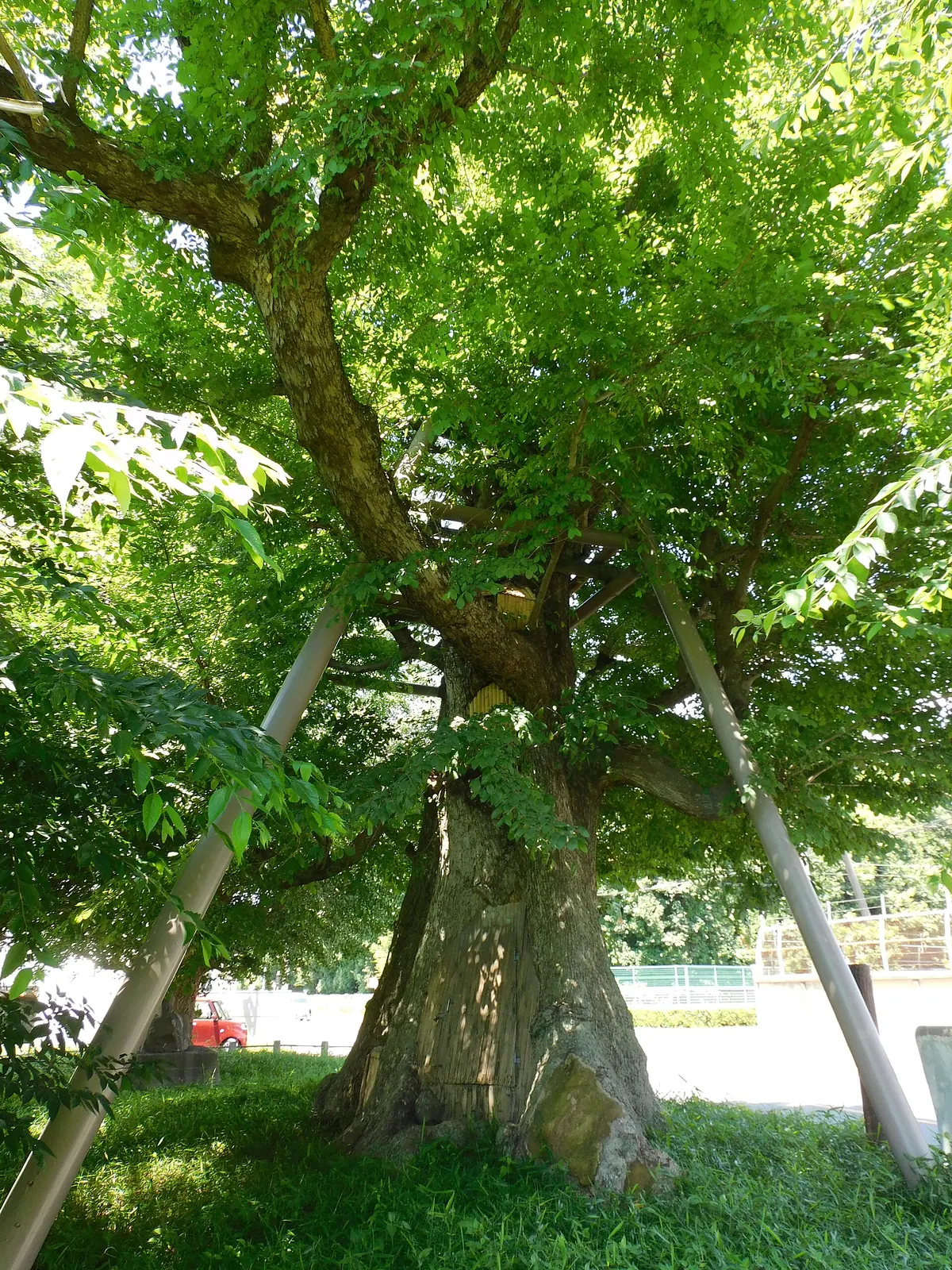 Arima Japanese Elm