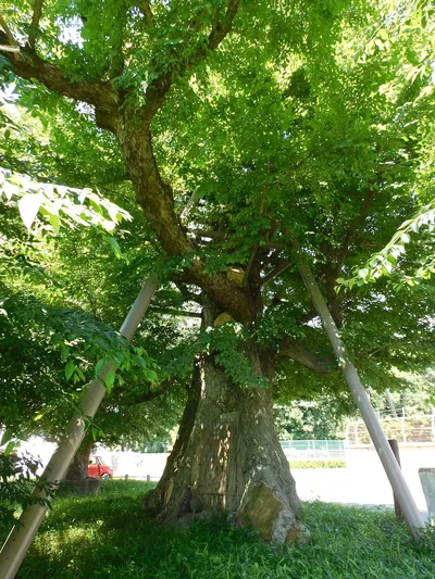 Arima Japanese Elm