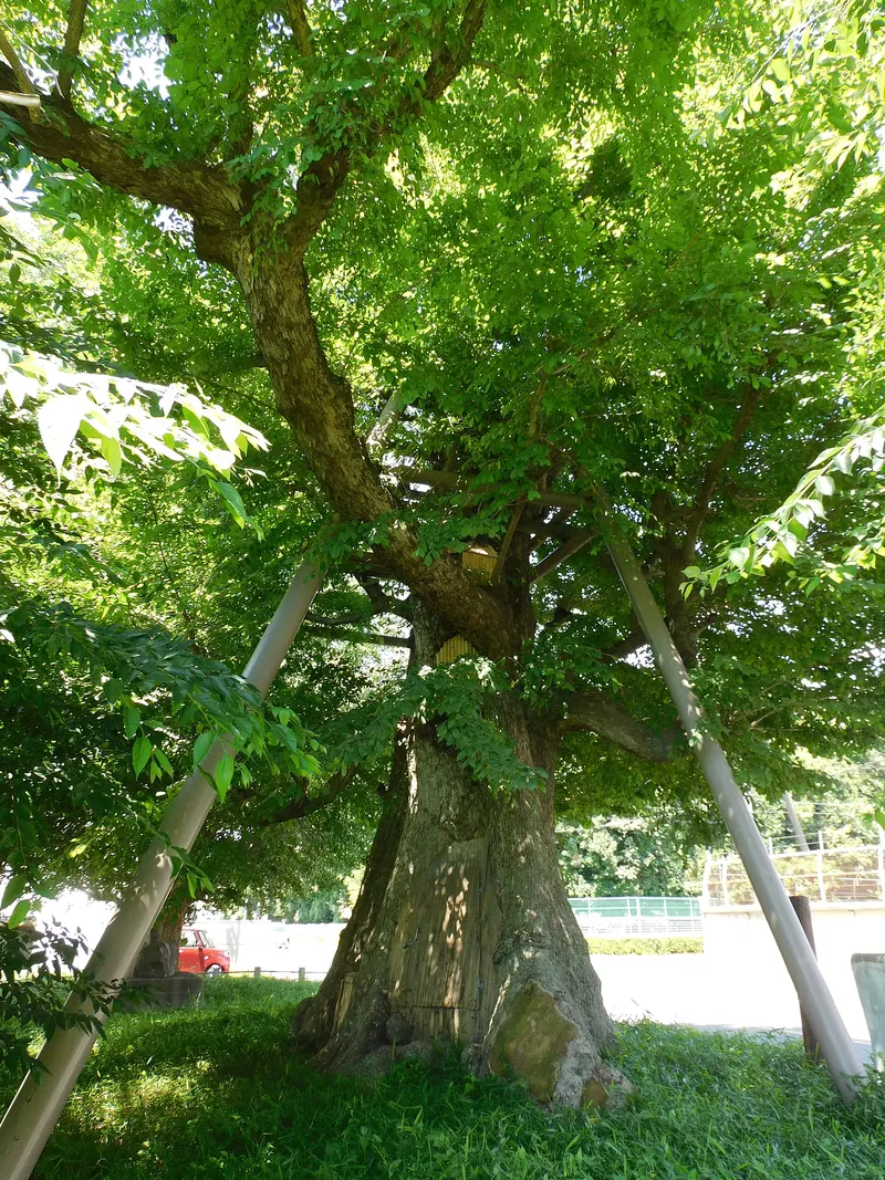 Arima Japanese Elm