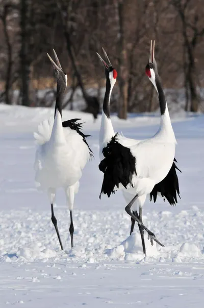 Akan International Crane Center