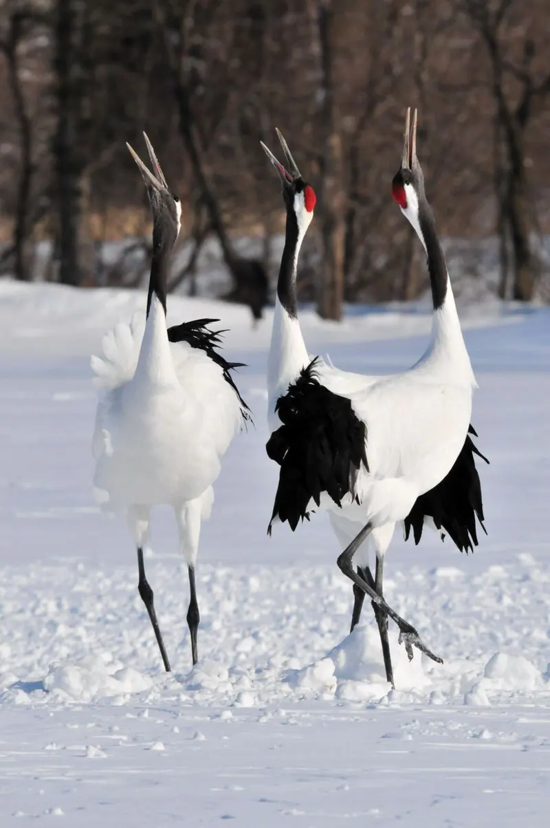 Akan International Crane Center