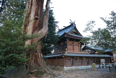 Arakawa no Jii Sugi Cedar