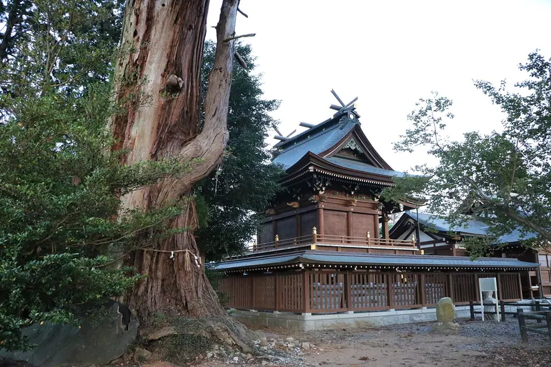 Arakawa no Jii Sugi Cedar