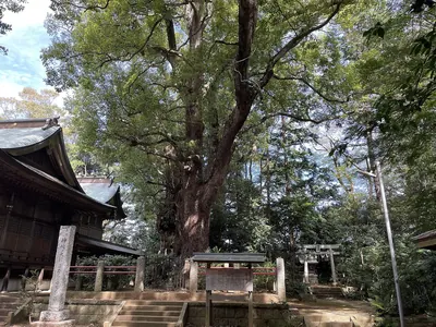 Kozaki no Okusu
