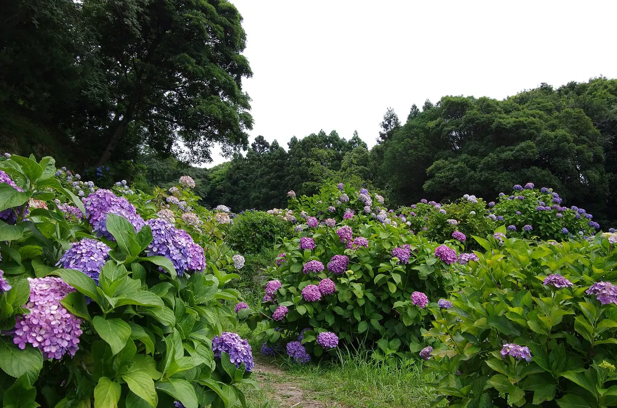 Sarayama Park