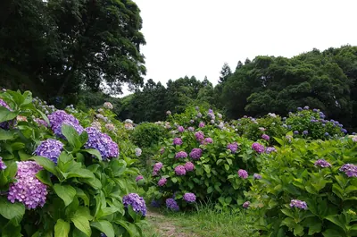 Sarayama Park