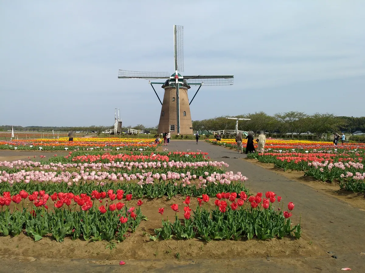 Sakura Furusato Square