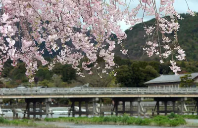 Kyoto Prefectural Arashiyama Park