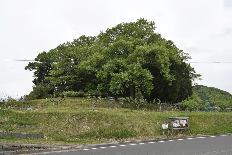 Takatsuki Chausuyama Kofun
