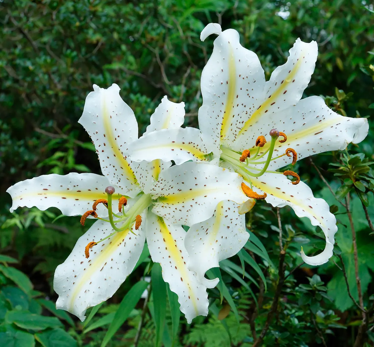 Ibaraki Botanical Garden