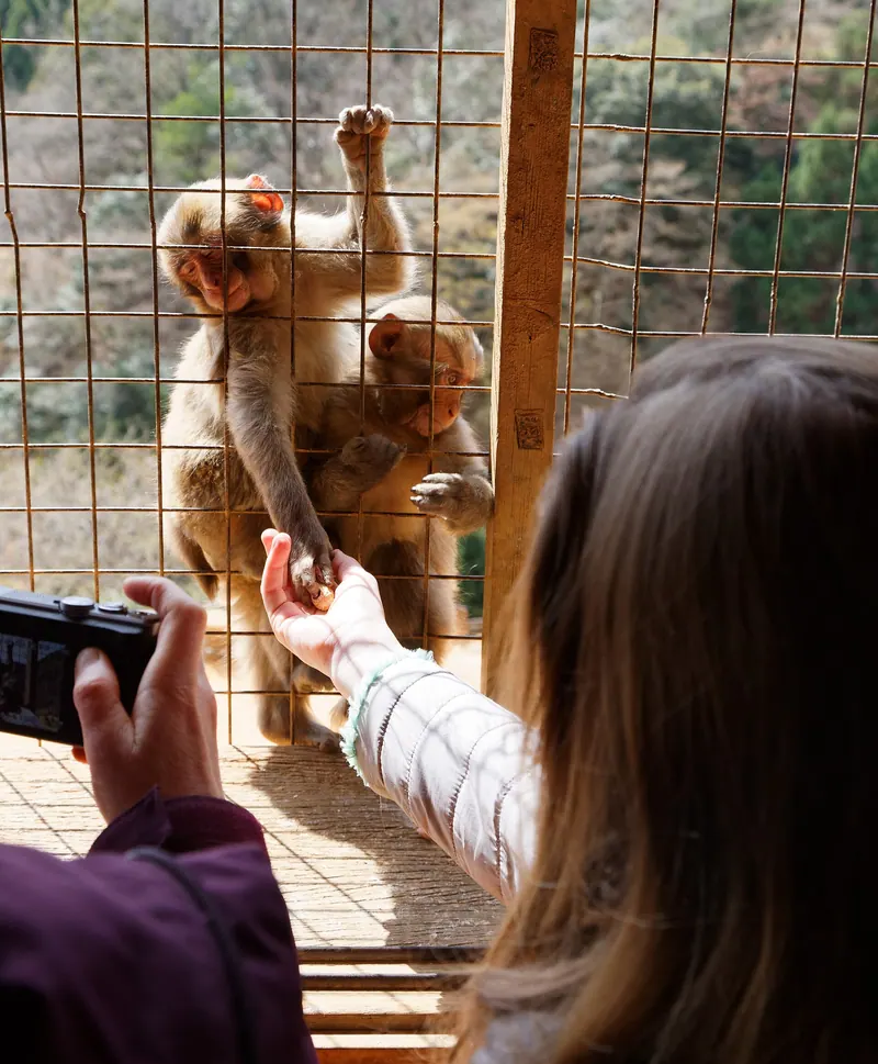 Iwatayama Monkey Park