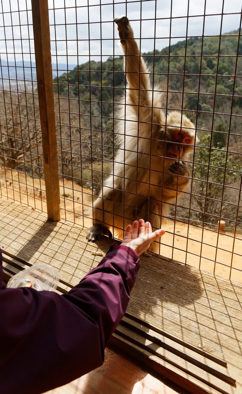 Iwatayama Monkey Park