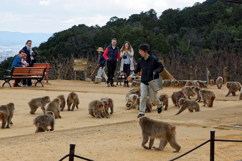 Iwatayama Monkey Park